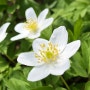 봄꽃, 4월의 야생화 아네모네 네모로사_ hvitveis, hvitsymre