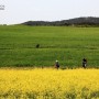 [11년 전 오늘] 고창 청보리밭 축제 - 보리나라 학원농장