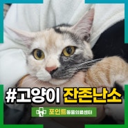 인천 암컷 고양이 중성화 수술했는데 발정기? 잔존난소증후군!