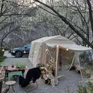 봄꽃 캠핑장을 찾으신다면 부안 캠핑장 내소힐링캠프에서 매화 캠핑하세요