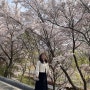 [2024] 4월 일상글 첫번째 (벚꽃, 꽃놀이, 부서회식, 해미읍성)