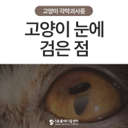 고양이 눈에 검은 점이 생겼어요 각막괴사증/울산 고양이 안과