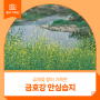 유채꽃 향이 가득한 금호강 안심습지🌼 - 심윤용 기자 :: 대구 산책로, 대구 라이딩 코스