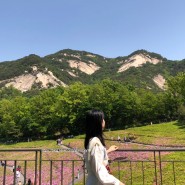 서울 불암산 철쭉동산 나비정원에서 꽃구경하기