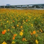 대전 갑천변 코스모스 꽃구경