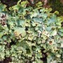 지의류, 초록초록 돌기조개지의(Cetrelia braunsiana)