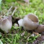 흰흑안장버섯 - Dissingia leucomelaena