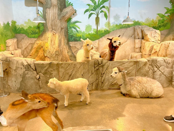 청주어린이날 명소,동물 먹이주기 체험,쥬니멀 동물원