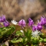 화천 광덕계곡 4월의 숲에 피는 꽃들 (얼레지, 모데미풀, 꿩의바람꽃, 노루귀, 만주바람꽃, 흰얼레지, 괭이눈)