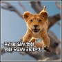 프리퀄 실사 영화 무파사 라이온 킹 티저 예고편 12월 개봉 예정 정보