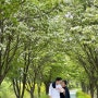 진천 이팝나무길 - 봄날의 하얀 눈꽃을 볼 수 있는 인스타 핫플 (4월28일 개화상황)
