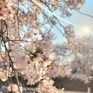 날씨 좋은 4월 일상 - 벚꽃, 영화 등