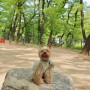 서울 애견운동장 어린이대공원 반려견 강아지 야외 놀이터 이용 후기
