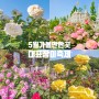 5월에 가볼만한곳 국내 봄꽃축제 장미축제 에버랜드 서울대공원 곡성 울산대공원 장미원
