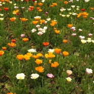 캘리포니아포피 금영화 캘리포니아양귀비꽃도 꽃말도 예쁘네요.