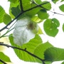 보고 싶은 나무 꽃 손수건나무 & 은종나무 (서울 홍릉수목원에서 만나다)