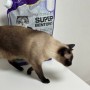 고양이모래 벤토나이트 추천 탈취력좋은 마이도미넌트 자동화장실 청소 모래버리는법
