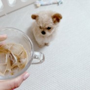 강아지 커피 녹차 강아지가 먹으면 안되는 음식