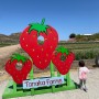 미국서부여행 5월 날씨 LA 근교 어바인 아이와 자유여행일정 캘리포니아 농장체험 지도 feat. 타나카팜 딸기픽