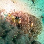 필리핀 민도로섬 사방 스쿠버다이빙 Tinas Reef Divers