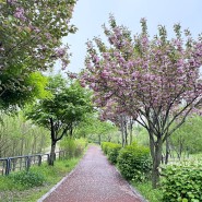수원 신동 수변공원 산책과 겹벚꽃
