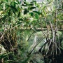 세계에서 가장 특이한 나무: 맹그로브 나무 키우기