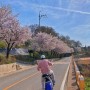 [인천] 신시모도 벚꽃 여행 전동 스쿠터 대여 꿀팁 / 삼목 여객터미널 배 시간표, 차량 승선 요금