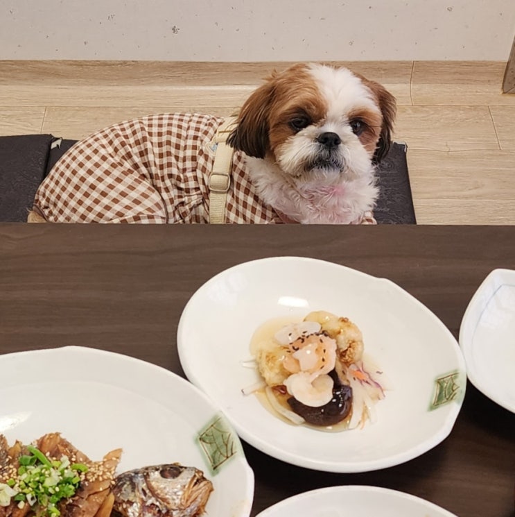 경주 애견동반 식당 실내 강아지 룸 있는 교촌마을 진수성찬