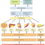 질병해방 요약 - 인슐린 저항성과 대사증후군 진행 과정 (요산, 라파마이신)