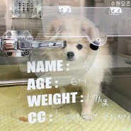 강아지 앞니가 두줄 잔존 유치 발치 중성화 수술 동수원 동물병원