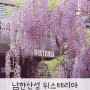 남한산성 위스테리아 카페 등나무꽃 명소