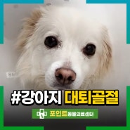 강아지 낙상 후 뒷다리 골절 대퇴골절 수술했어요!