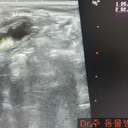 강아지 방광 결석/강동구 동물병원/Dr.주 동물병원