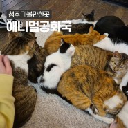 청주 고양이카페 운천동 애니멀공화국 이색데이트