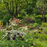 블랙 튤립 만개한 우리집 정원