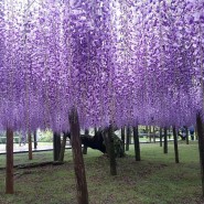 일본후쿠오카 등나무꽃명소 가와치후지엔