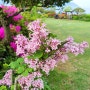 미스김라일락 꽃 향이 정원에 가득해요