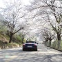 팀포르쉐 춘천 부귀리 벚꽃 드라이빙