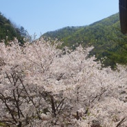 자연풍경바라기...올해의 벚꽃풍경