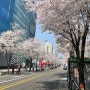 2023년 4월 첫째날, 서울모빌리티쇼를 보러 가는 만우절 날에 거짓말처럼 핀 벚꽃 구경을 해보다 - 2023 신촌 벚꽃구경 후기