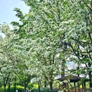 하얀 꽃이 매력적인 '들의공원' 이팝나무 명소