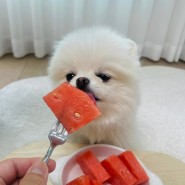 강아지 수박 먹어도 되나요? 먹어도 되는 과일, 수박씨 껍질은?