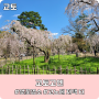 [일본 교토] 인생 사진 건질 수 있는 벚꽃 명소 "교토고엔"