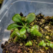 식충식물 세팔로투스 성장과 번식
