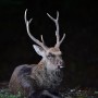[일본 여행] 간사이 나라에서 만난 사슴 / Deer I Met in Kansai Nara