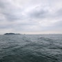 입파도 대광어 도전기(2240501)