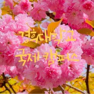 [용인 겹벚꽃 명소] 경희대 국제캠퍼스에서 겹벚꽃 출사!(4월 17일 방문)