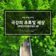 극강의 초록빛 세상 #장태산자연휴양림 #장태산 #대전봄여행