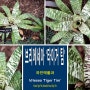 브리에세아 '타이거 팀'[Vriesea ‘Tiger Tim’] 파인애플과 여러해살이풀 착생식물 관엽식물 호피무늬
