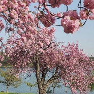 군산 가볼만한곳 은파호수공원 겹벚꽃 물빛다리